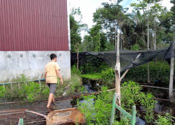 Pembuatan Irigasi Kelompok Tani Rugikan Masyarakat Desa Tumbang Nusa 