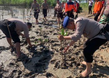 Cegah Bencana Alam, Bersama TNI-Polri Tanam Mangrove