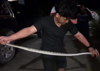 Hendak Pipis, Penghuni Rumah Keget Ada Ular Piton