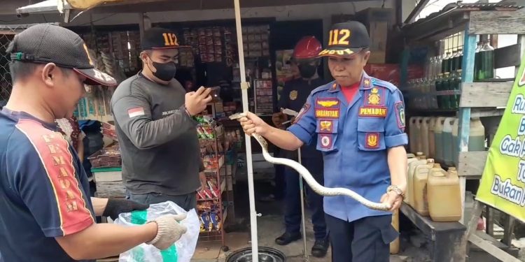 Geger, Ular Piton Masuk ke Dalam Toko Makan Tikus