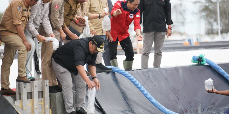 Wagub Kalteng Tebar Perdana Benur Udang Vaname di Kawasan Shrimp Estate BERKAH