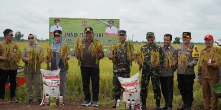 Wagub Edy Pratowo Panen Raya Padi di Food Estate Kabupaten Pulang Pisau