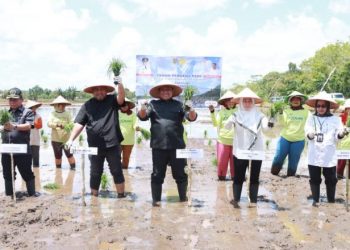 Melalui Program Optimalisasi Lahan Rawa, Petani di Pulpis Optimis Produksi Padi Meningkat