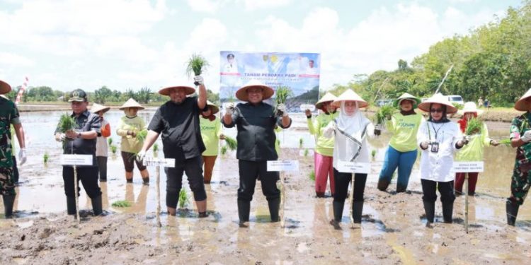 Melalui Program Optimalisasi Lahan Rawa, Petani di Pulpis Optimis Produksi Padi Meningkat