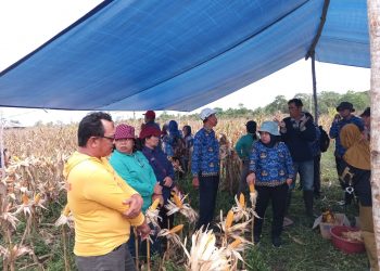 Pemkab Barsel Panen Jagung Composite Perdana di Demplot Percontohan Desa Sababilah