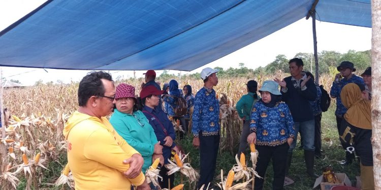 Pemkab Barsel Panen Jagung Composite Perdana di Demplot Percontohan Desa Sababilah