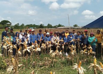 Kabupaten Barsel Sukses Panen Jagung Komposit