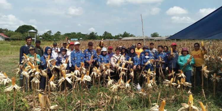 Kabupaten Barsel Sukses Panen Jagung Komposit