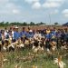 Kabupaten Barsel Sukses Panen Jagung Komposit