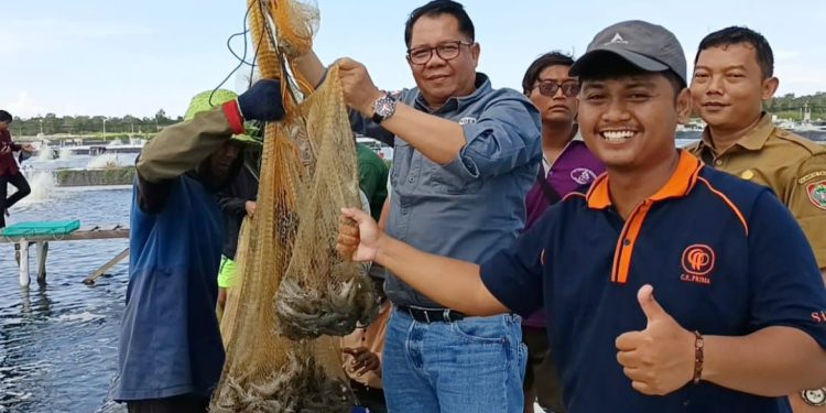 Shrimp Estate Berkah Kembali Hasilkan 4,8 Ton Udang Vaname