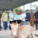 Sekda Nuryakin Serahkan Sapi Limousin dan Gratiskan 1.000 Paket Sembako di Murung Raya