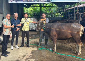 Bank Kalteng Cabang Buntok Serahkan Bantuan 3 Ekor Sapi Ke Pemkab Barsel