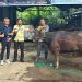 Bank Kalteng Cabang Buntok Serahkan Bantuan 3 Ekor Sapi Ke Pemkab Barsel
