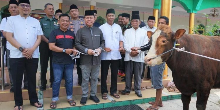 Pemkab Barsel Salurkan 135 Ekor Sapi ke Masyarakat