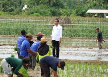 Presiden Jokowi Kunjungi Lahan Pertanian di Desa Bapeang, Kotim