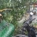 Pengendara Septor Tewas Tertimpa Pohon di Medan