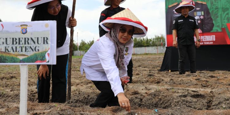 Kadis TPHP Prov.Kalteng Hj. Sunarti Saat Penanaman Jagung Manis