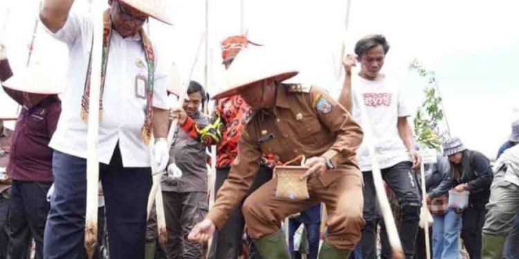 Pemkab Mura Sediakan Lahan 10.000 Hektare untuk Pertanian Padi Gogo