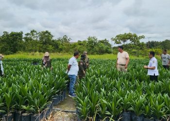 Disbun Prov. Kalteng Lakukan Pengawasan dan Pembinaan Produsen Pembibitan Kelapa Sawit