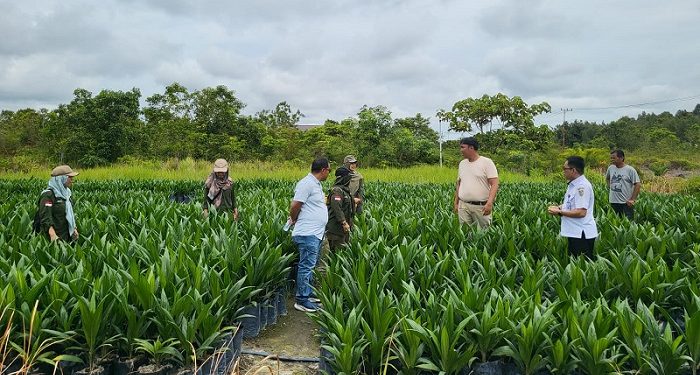 Disbun Prov. Kalteng Lakukan Pengawasan dan Pembinaan Produsen Pembibitan Kelapa Sawit