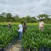 Disbun Prov. Kalteng Lakukan Pengawasan dan Pembinaan Produsen Pembibitan Kelapa Sawit