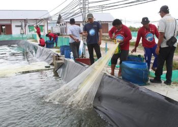 Shrimp Estate Berkah Sukamara Hasilkan 4,2 Ton Udang Vaname pada Panen Parsial Pertama Siklus Kedua