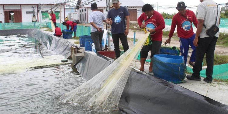 Shrimp Estate Berkah Sukamara Hasilkan 4,2 Ton Udang Vaname pada Panen Parsial Pertama Siklus Kedua