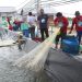 Shrimp Estate Berkah Sukamara Hasilkan 4,2 Ton Udang Vaname pada Panen Parsial Pertama Siklus Kedua
