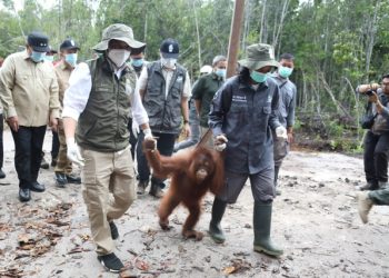 Menteri Kehutanan Resmikan Kawasan Rehabilitasi dan Konservasi Orang Utan Nyaru Menteng