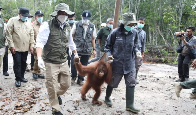 Menteri Kehutanan Resmikan Kawasan Rehabilitasi dan Konservasi Orang Utan Nyaru Menteng