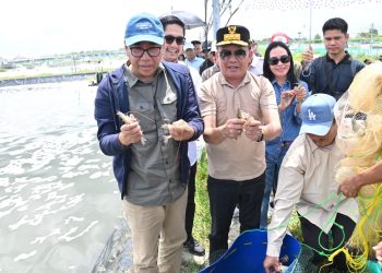 Gubernur Kalteng Panen Parsial Udang Vaname Shrimp Estate Berkah