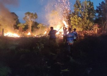 Tim Dalkarhutla Dishut Kalteng Berjibaku Padamkan Api