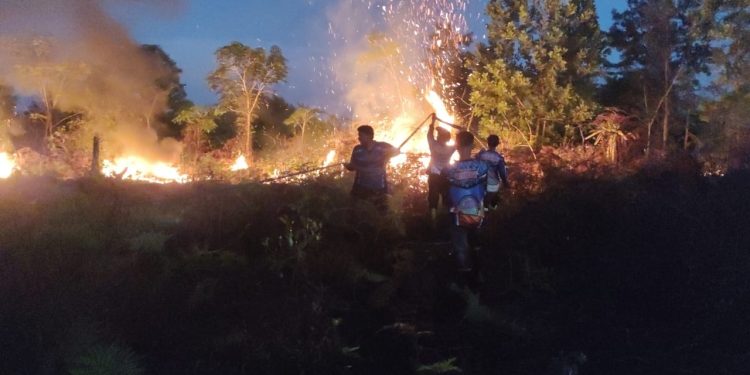 Tim Dalkarhutla Dishut Kalteng Berjibaku Padamkan Api