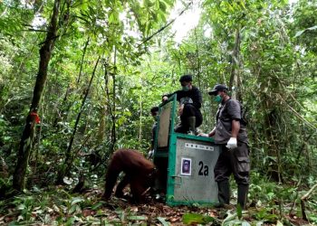Lima Orangutan Dilepasliarkan ke Hutan Taman Nasional Bukit Raya Katingan