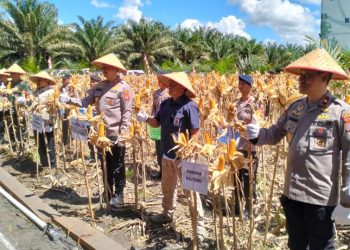 Kapolda Kalteng Bersama Wagub Panen Raya Jagung Serentak Kuartal II di Pulang Pisau