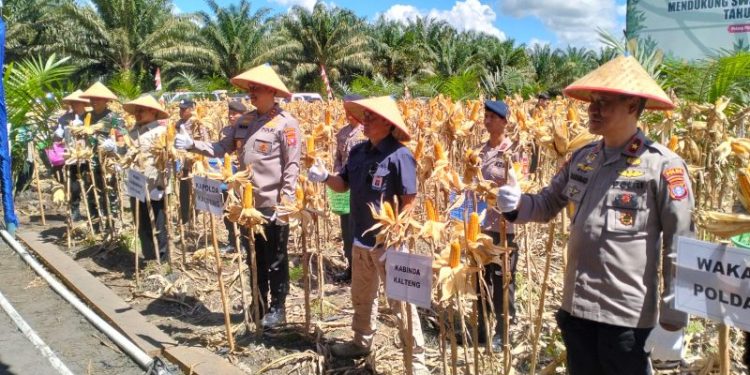 Kapolda Kalteng Bersama Wagub Panen Raya Jagung Serentak Kuartal II di Pulang Pisau
