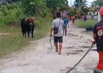 Sapi Qurban Kabur ke Pemukiman Warga Saat Akan Disembelih