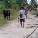 Sapi Qurban Kabur ke Pemukiman Warga Saat Akan Disembelih