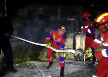 Petugas Damkar Evakuasi Ular Piton 3,5 Meter di Jalan RTA Milono Palangka Raya