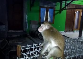 Kera Ekor Panjang Lepas, Putus Kabel Internet Warga di Palangka Raya