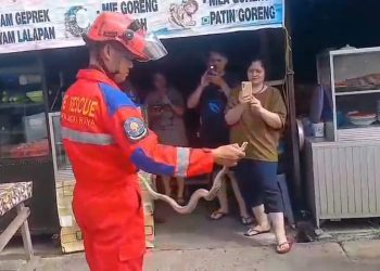 Ular Sanca Kembang Sepanjang 1,5 Meter Gegerkan Pedagang Saat Hendak Cuci Beras