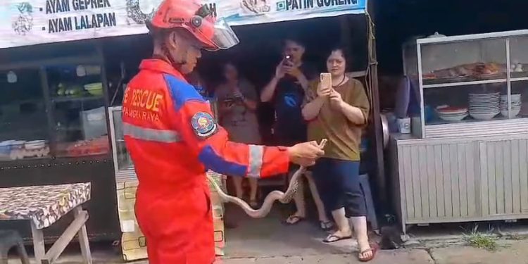 Ular Sanca Kembang Sepanjang 1,5 Meter Gegerkan Pedagang Saat Hendak Cuci Beras