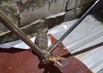 Dikira Ular Kobra, Biawak Gigit Jari Tangan Tukang Bangunan Hingga Terluka