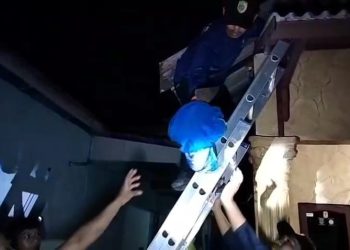 Damkar Evakuasi Sarang Tawon Vespa, Proses Berlangsung 45 Menit
