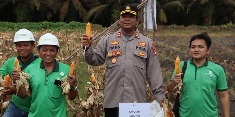 Polres Seruyan Panen Jagung 3 Ha, Dukung Program Asta Cita Presiden Prabowo Subianto