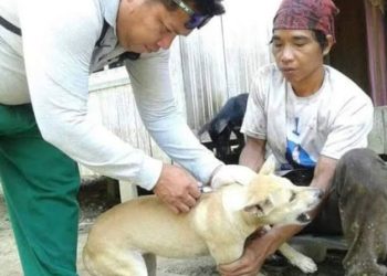 Cegah rabies, Pemkab Barut imbau warga jaga hewan peliharaan