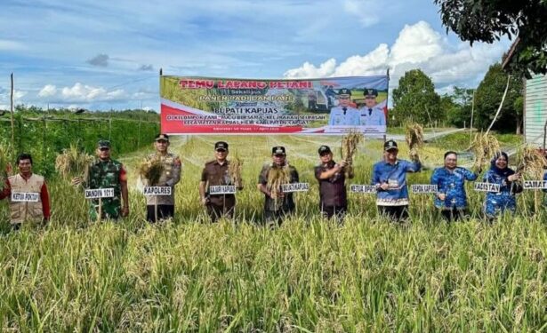 Semangat Petani Sei Pasah Bersinar di Tengah Panen Raya, DPRD Kapuas Beri Apresiasi
